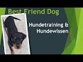 Hund  baden - wie oft?