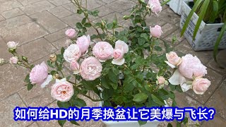 HD月季换盆要点：选盆，配土,  浸盆，修剪