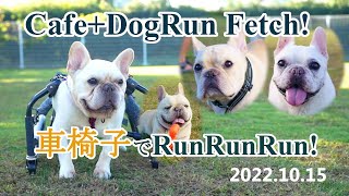 フレンチブルドッグ空＆BOBのおでかけ Cafe+Dogrun Fetch!