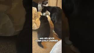 She got her cat a kitten to take care of ❤️