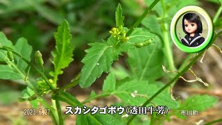 30秒の心象風景25137・畦道に～スカシタゴボウ～