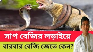 সাপ বেজির লড়াইয়ে বারবার বেজি জেতার কারণ কি?