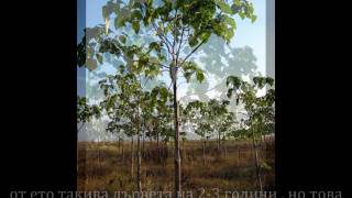 paulownia - spring pruning - why and how.wmv