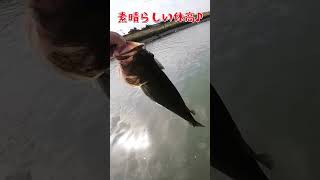 【バス釣り】感動をありがとう！#バス釣り#犬鳴川#ハートランド