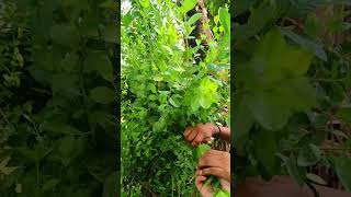 Holidays Special Harvest | Desi Gorintaku Harvest | #mehandi #gorintaku #harvest #garden #shorts