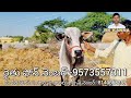 2 పళ్ళ కోడె అమ్మబడును ongole bull for sale ox for sale oxen for sale bull for sale cattle for sale