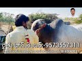 2 పళ్ళ కోడె అమ్మబడును ongole bull for sale ox for sale oxen for sale bull for sale cattle for sale