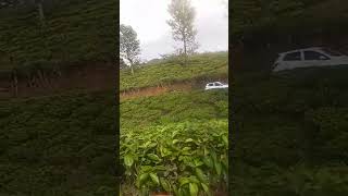 തേയിലതോട്ടത്തിലൂടെ എന്റെ വീട്ടിലേക് 👌🏻👌🏻# short# vidio# subscribe#