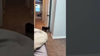 CAUGHT MY CAT CHEATING AT THE END! 🤣 #shorts