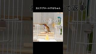 ラブコールしてくれるちゅんぞう　保護雀　#sparrow #shorts #スズメ