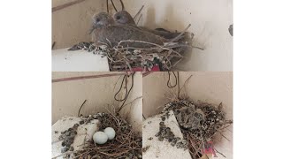 beautiful dove nest in my home nesting / The Most Distinct Chickadee I've Ever Known