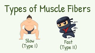 Slow vs Fast Muscle Fibers || Red vs White Muscle Fibers || Types of Muscle Fiber: Type I, Type II