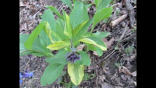 Wild Variegated Plant Hunting ~ Virginia Bluebell