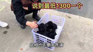 狗界稀少品种灰泰迪，单只拿最低1300，这品相价位让亮哥很无奈