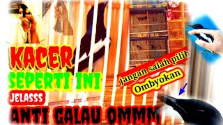 Tips memilih kacer bahan Ombyokan dengan Ciri fisik Kacer yang prospek bagus bermental petarung