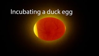 Incubating A Duck Egg | Start To Finish