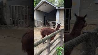 昆明动物园羊驼 Alpaca at Kunming Zoo  #shorts ￼