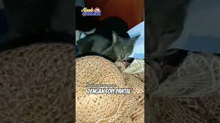 HANCUR‼️Topi Mahal Diobrak abrik #shots #cat #kucing #catfunny #funny #catvideos #catlover