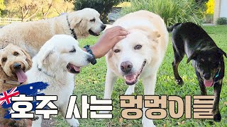 🇦🇺호주 워홀 #20 | 한국인보다 한국말을 잘하는 대한 인도인 | 호주 사는 멍멍이들