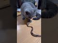 おもちゃの蛇に対する反応がオモシロイ猫 猫 cat cats