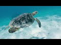Natucate - Freiwilligenarbeit, Sabbaticals, Safaris und Rangerkurse.