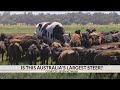 Is this Australia's largest steer?