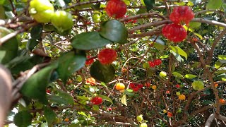 সুরিনাম চেরি cherry