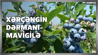 Xərçəngin dərmanı - mavigilə