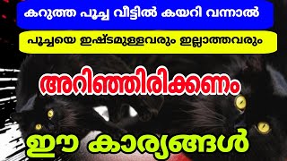 കറുത്ത പൂച്ച വീട്ടിൽ കയറി വന്നാൽ പേടിക്കണോ പൂച്ചയെ ഇഷ്ടമുള്ളവരും ഇല്ലാത്തവരും ഇത് അറിഞ്ഞിരിക്കണം