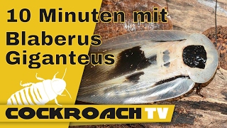 10 Minuten mit Blaberus giganteus