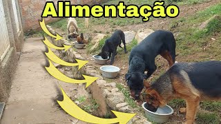 Alimentação pra cães filhotes e adultos como está sendo feitas Canil Chapéu Branco