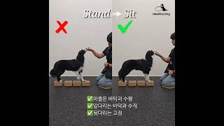 강아지 'Stand to Sit' 운동 시 중요한 2가지 포인트🔥 ✨️기구 : 펫블럭 10cm 4개✨️ #dogfitness #k9fitness #강아지운동 #독피트니스