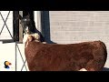 Cow and Horse Friends Love Giving Kisses   | The Dodo