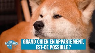 Grand chien en appartement, est-ce possible ?