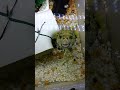 pufferfish spit out water thunderbolt