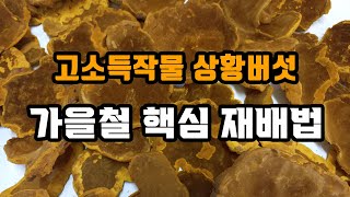 고소득 작물 상황버섯 - 가을철 핵심 재배법