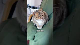 哈 不要故意让猫受委屈 不然就不好哄了 #大咪 #狸花猫