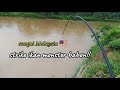 Mancing di sungai Malaysia 🇲🇾, joran sampai melengkung!!