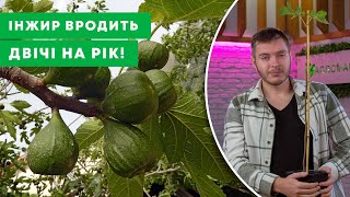 САДИМО ІНЖИР В УКРАЇНІ | Як вирощувати екзотику та які саджанці обрати? | Agro-Market.ua