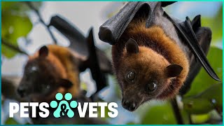 Protecting Straw-Coloured Fruit Bats With Drones | Doug To The Rescue