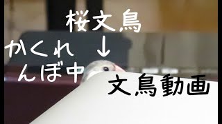 キョロキョロ文鳥　かくれんぼ文鳥　桜文鳥ほーちゃん　文鳥動画