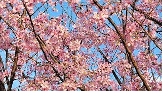 傑·文化-櫻花綻放碧藍天(香港東涌櫻花園) Kit.Culture-Cherry flowers bloom under blue sky (Tung Chung Cherry Garden, HK)