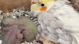 [オカメインコ］極寒の北海道で可愛い雛ちゃんが生まれました‼︎