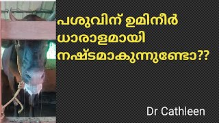 ചൂട് കൊണ്ടാണോ പശുവിനു വായിൽ നിന്ന് ഉമിനീർ നഷ്ടമാകുന്നത്?? @allaboutvetdrcathleen