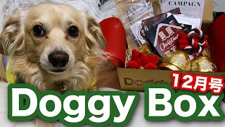 ドギーボックス12月号開封👏【チワックス】【Doggy Box】