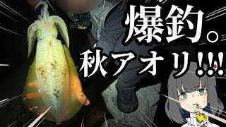 爆釣！！！秋の小磯はイカ湧きまくり！！