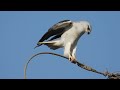 कापसी घार black winged kite birdmansumedh tadoba