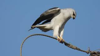 कापसी घार Black-winged kite #birdmansumedh #tadoba