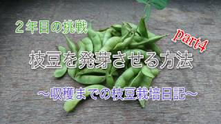 【枝豆を発芽させる方法】枝豆栽培日記〜２年目の挑戦〜part4