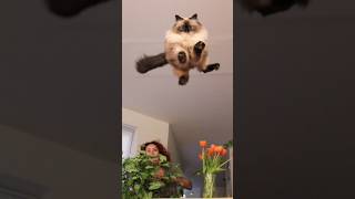 Funny animals 2023😆 - Funniest Cats and Dogs 🐕🐈305 #shorts